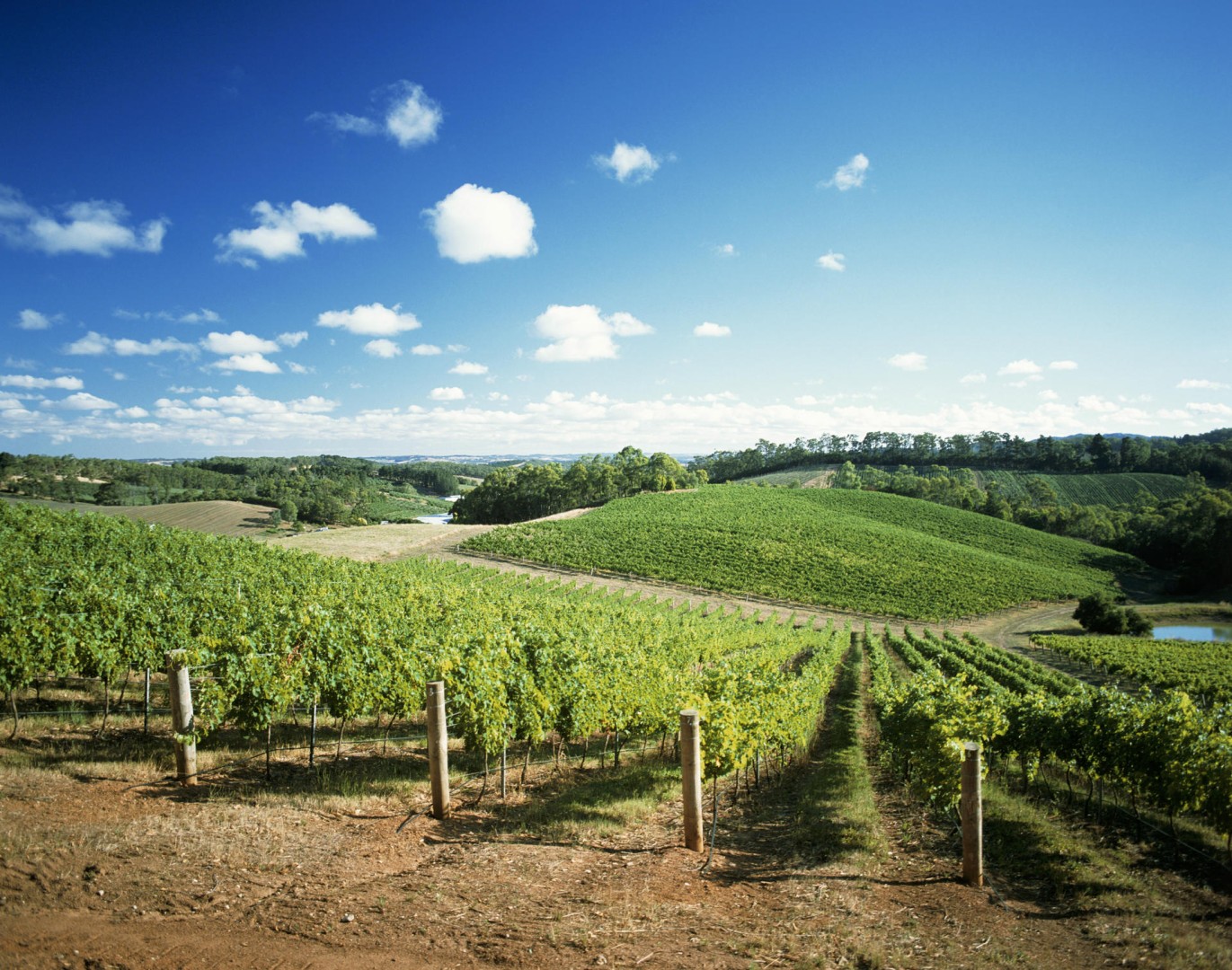 Australian winemakers turn to alternative grape varieties ...