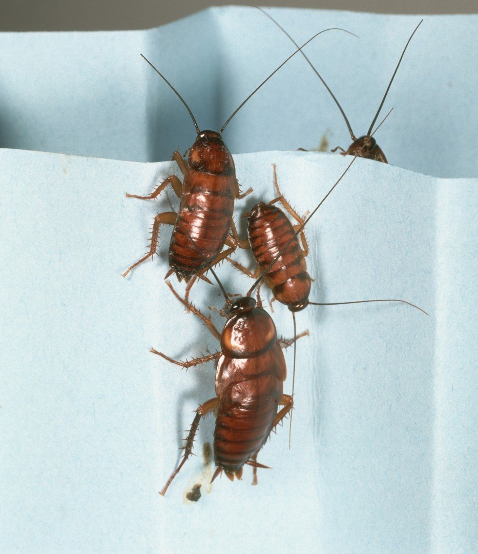 Do Cockroaches Crawl In Your Mouth When You Sleep Why Are Cockroaches Bad?
