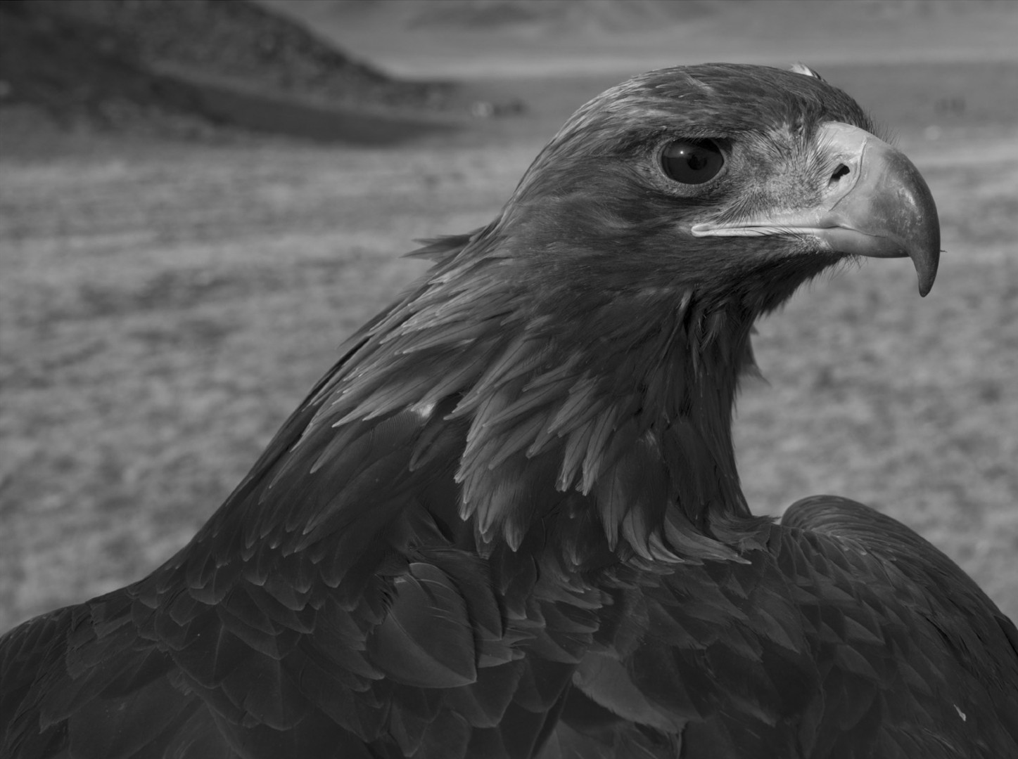 Photographer Palani Mohan On Capturing The Last Kazakh Eagle