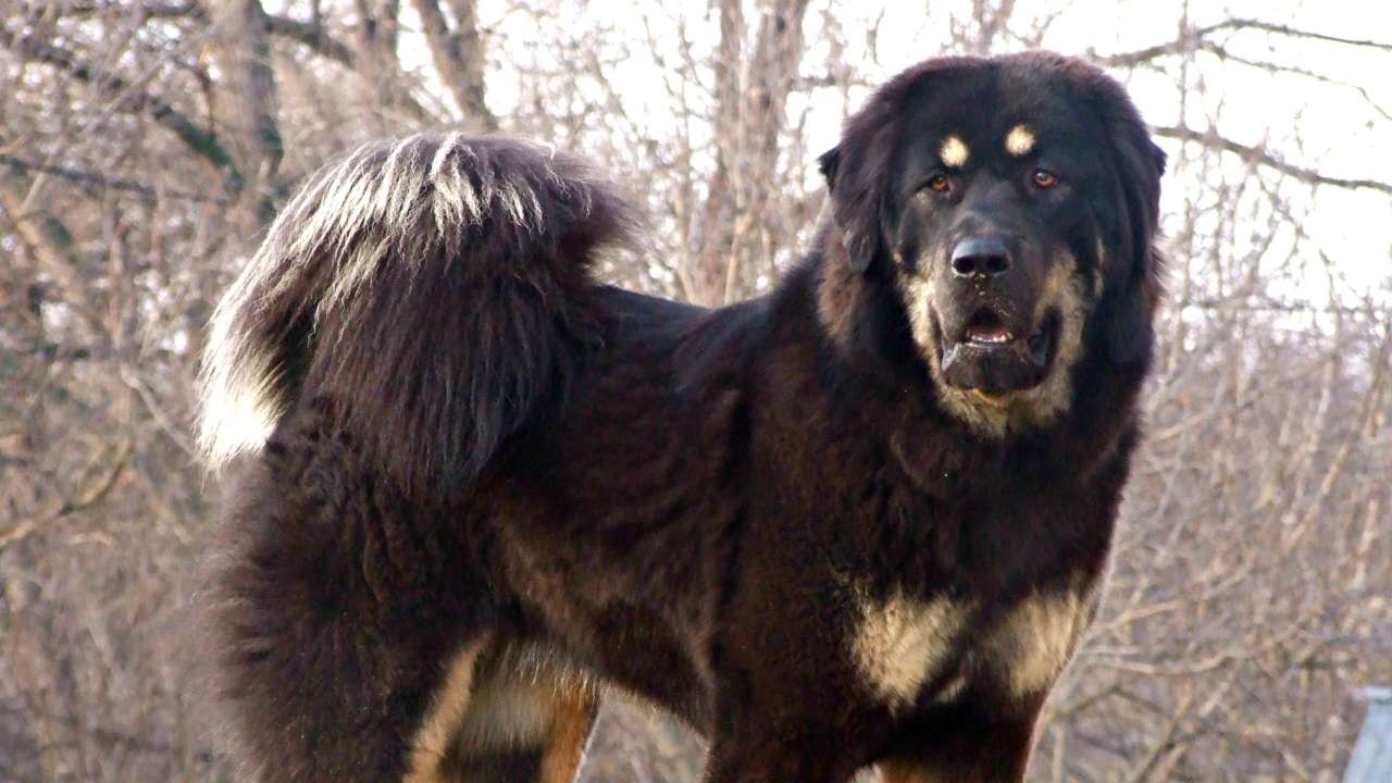 Tibetan Mastiffs Not At Home In Hong Kong Flats Expert Says