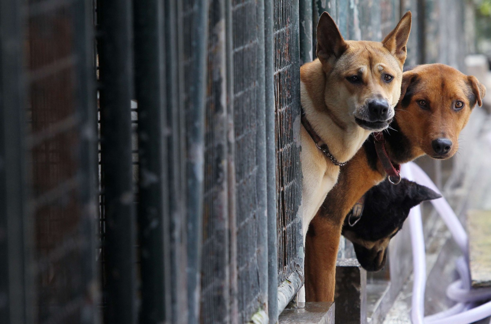 No more puppy mills: Tighter animal welfare laws will clamp down on  unscrupulous breeders | South China Morning Post