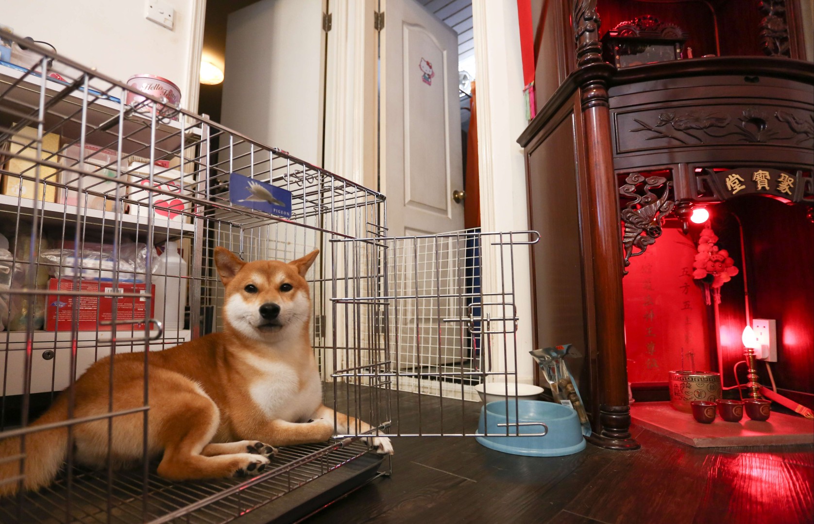 Owning A Dog In A Hong Kong Shoebox Apartment Is No Walk In