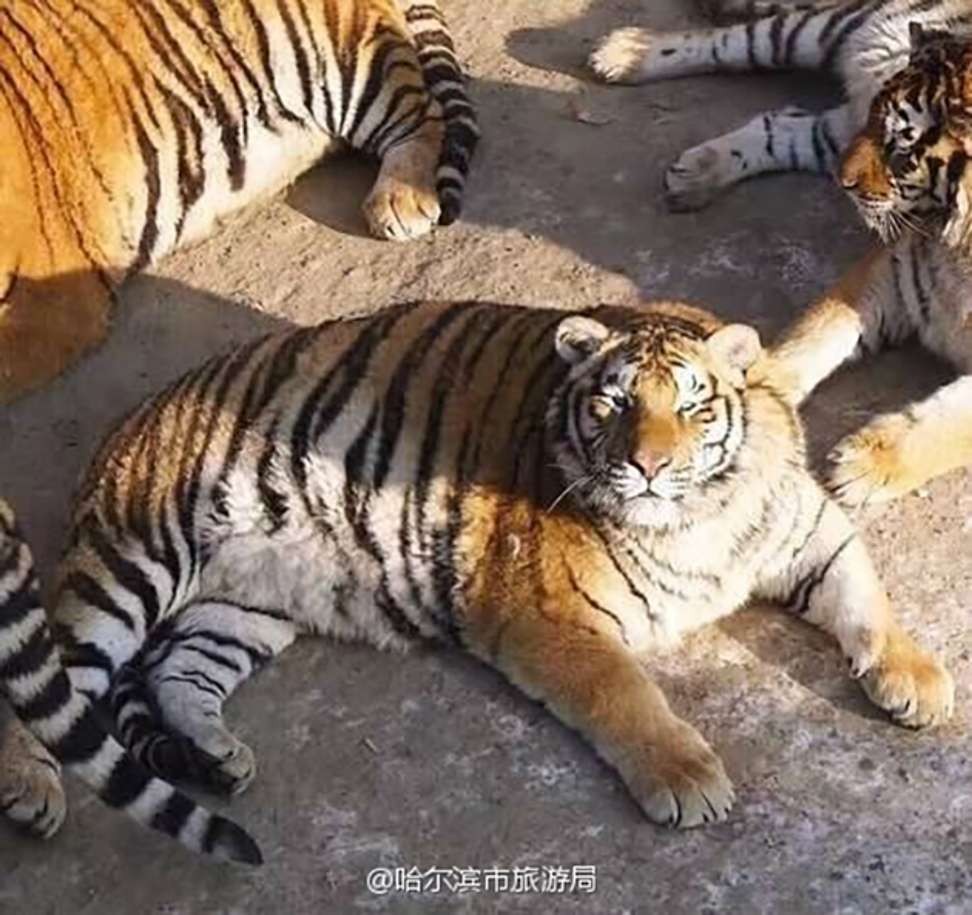 Obese Siberian Tigers In China Zoo Raise Giggles But Also Health - obese siberian tigers in china zoo raise giggles but also health concerns south china morning post