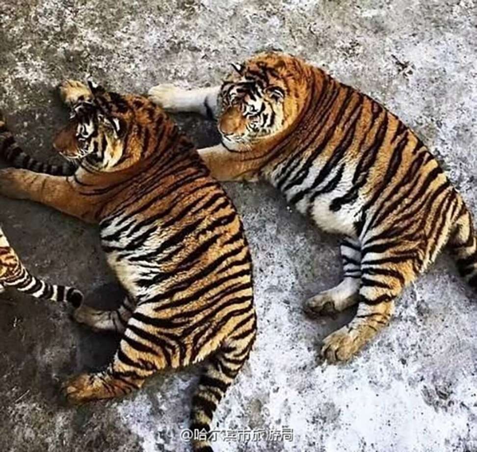 Obese Siberian Tigers In China Zoo Raise Giggles But Also Health