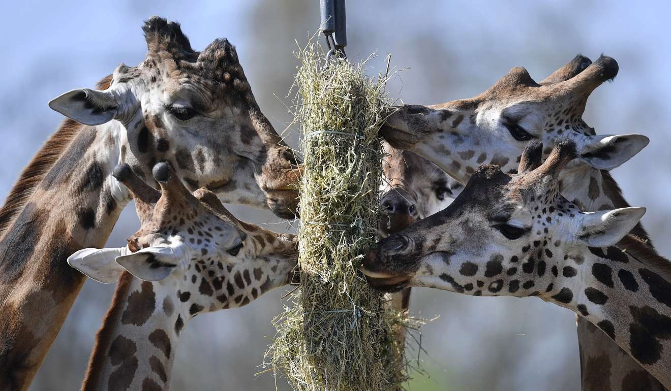 Tall Order Giraffes Must Be Listed As Endangered Conservationists Tall Order Giraffes Must Be Listed As Endangered Conservationists Formally Tell Us South China Morning Post