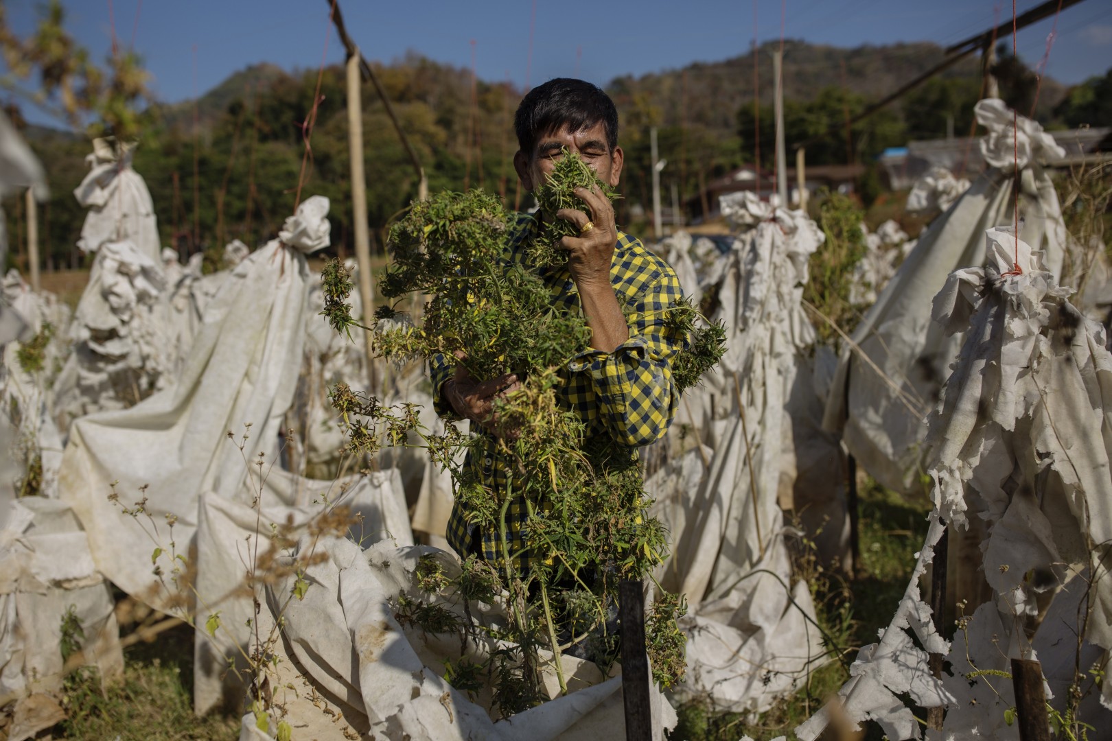 Could Thailand Which Gave World The Bong Legalise Cannabis