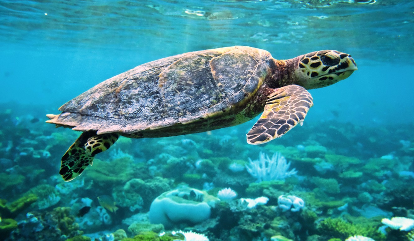 Chinese Tourists Lucky Coins Kill Aquarium Turtle After It