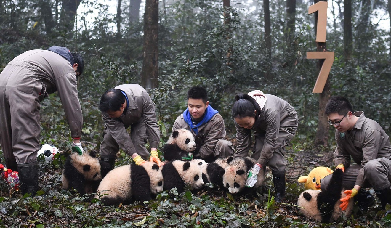 Giant Panda Habitat Loss | Bruin Blog