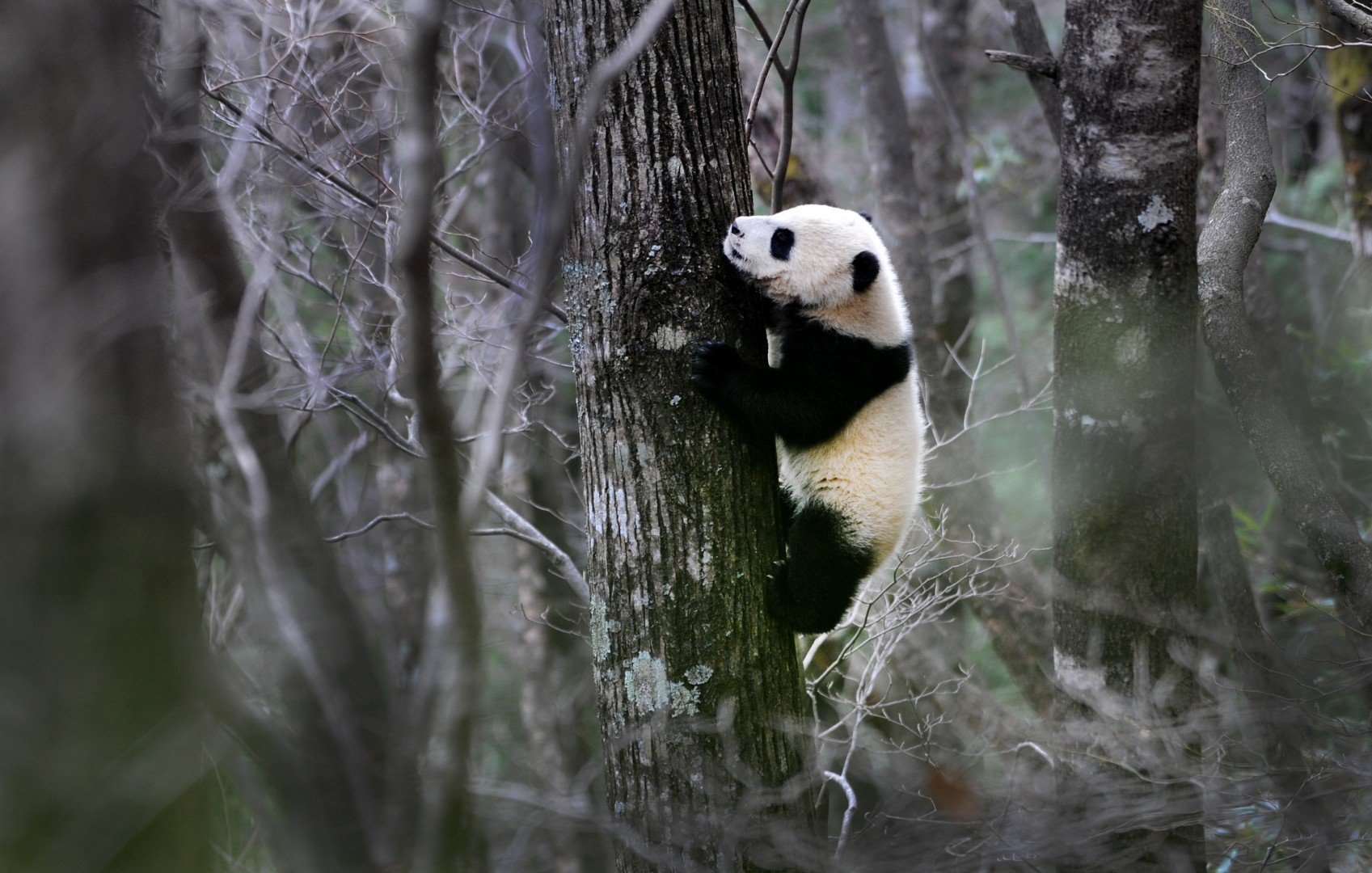 Giant Panda Habitat Loss | Bruin Blog