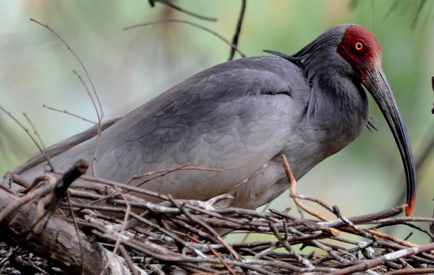 The Two Rare Birds That Could Give A Lift To China S Ties