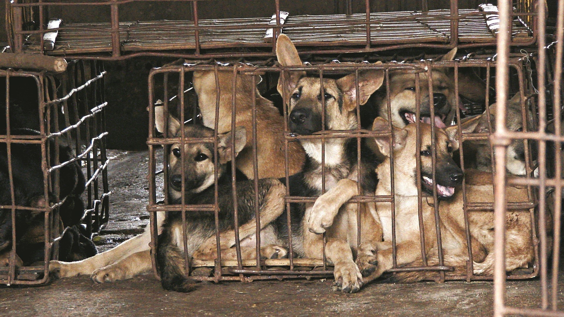 Asia S Booming Dog Meat Business And The Activists Seeking To End