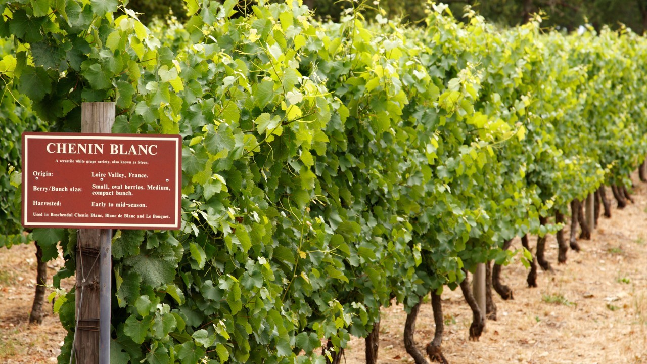 Three Styles Of Chenin Blanc A Diverse White Wine With A