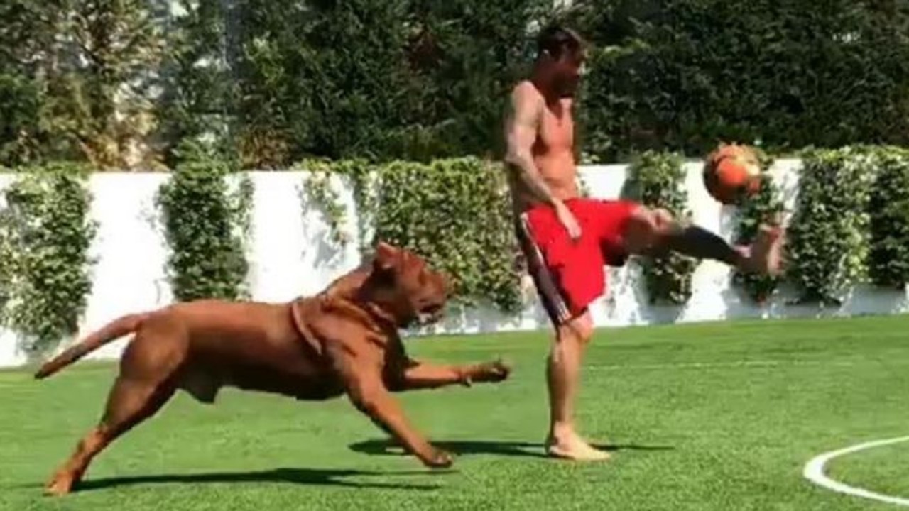 Lionel Messi And His Dog Hulk Playing Football Goes Viral As Barcelona Star Embarrasses Giant Dogue De Bordeaux In Video South China Morning Post