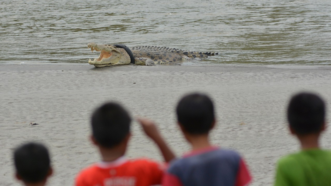 Deaths Of Indonesia S 300 Crocodiles In Mob Rampage Must Not Go Unpunished South China Morning Post