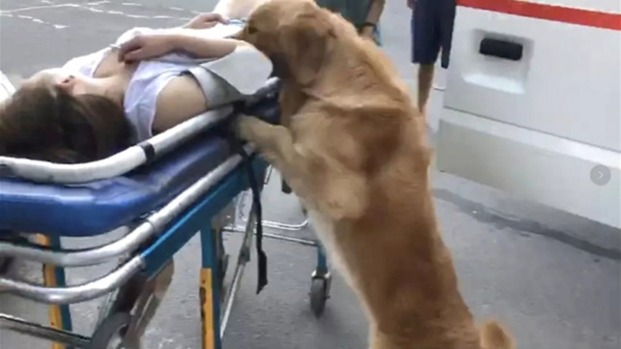 Golden Retriever Refuses To Leave Chinese Owner After She Collapses In Street South China Morning Post