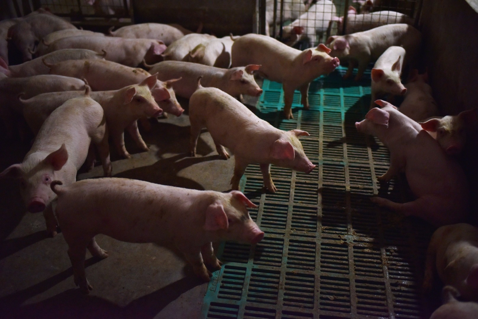 China S Us 128 Billion Pork Industry Is Under Threat By A