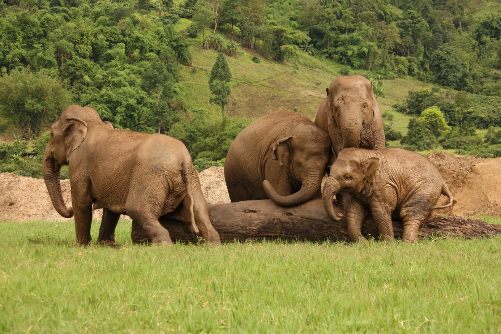 Elephant Tourism The Fight In Asia Against Unethical Operators