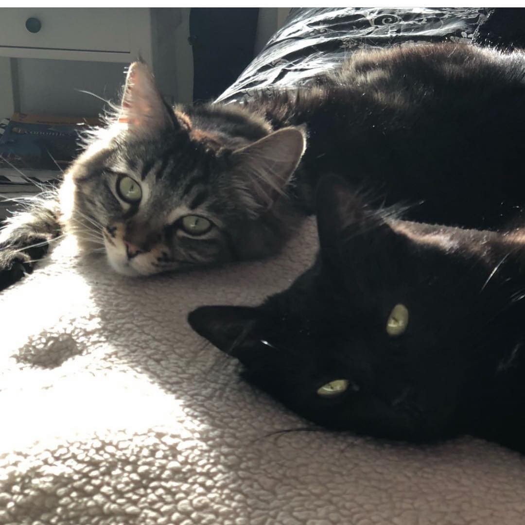 Crabby But Alive Frozen Cat Fluffy Is Revived After Being Found