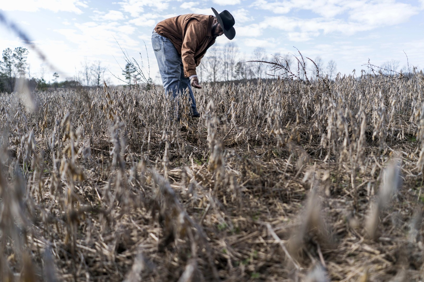 Beef Cattle Farm Worker See More 