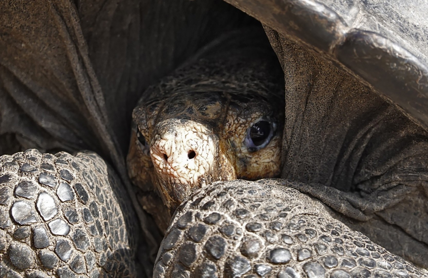 She Lives Fernandina Giant Tortoise A Species Thought Extinct