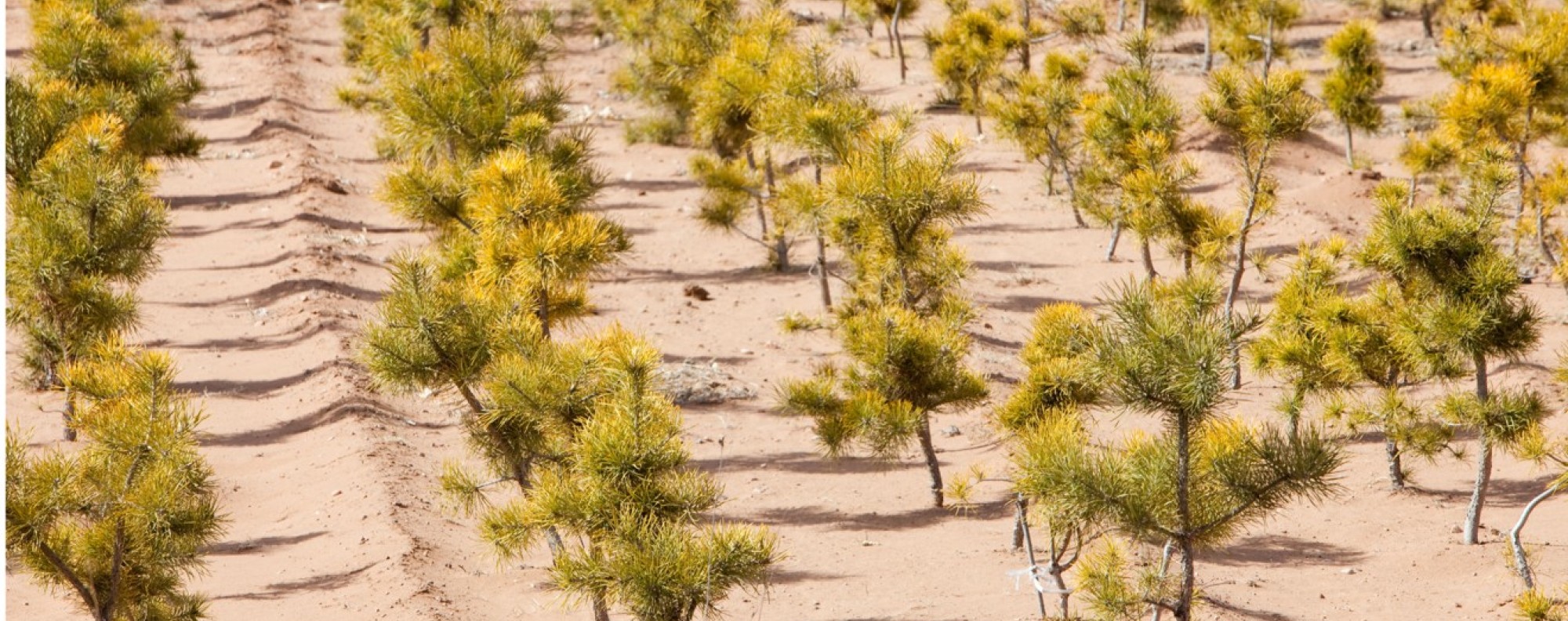 China’s Green Great Wall Is On The Front Line Of Its Fight Against ...