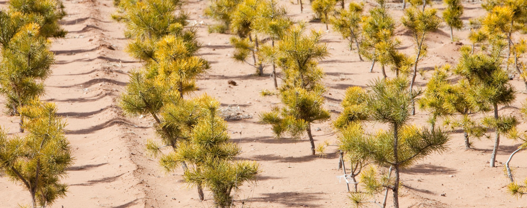 Trees planted in Shanxi province, in northern China. Picture: Alamy