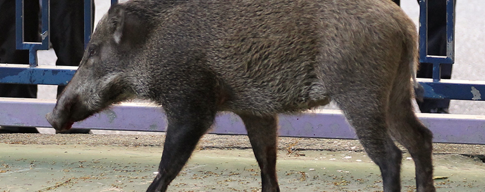 Wild boar South China Morning Post
