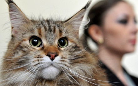 It wasn't me! Photo: AFP