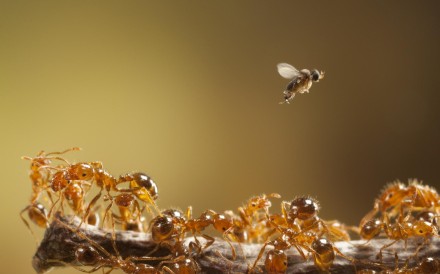 plague of fire ants the latest hong kong alien invasion and boy