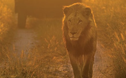 This handout images shows a nature photograph from MORE Lion Sands Game reserve. [15JANUARY2016 BRIEF ENCOUNTERS LIFE]