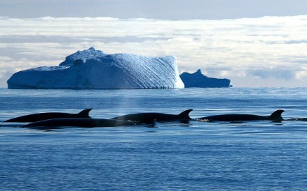 A file photo of Minke whales passing an icebergs in the Southern Ocean off the Australian Antarctic Territory. Photo: AFP
