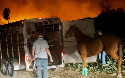 Volunteers rescue horses at a stable during the fires in California. Photo: AFP