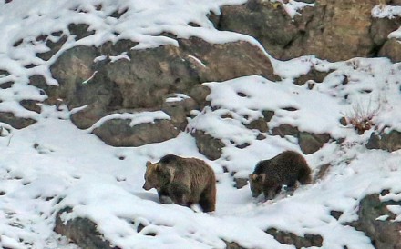 A brown bear mother and baby make their way across the frozen landscape during the safari in Dras, India. Photo: Surya Ramachandran