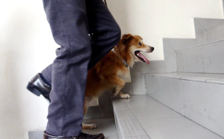 The light-coloured canine, known as ‘Furby’, was beaten up by a man near Puchong in April last year. Photo: Eizairi Shamsudin/New Straits Times