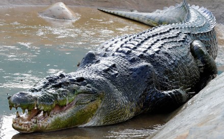 A Philippine crocodile. Photo: AFP
