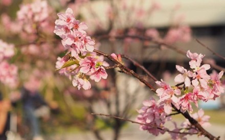 Cherry blossoms in Hong Kong Velodrome Park 