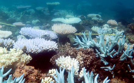 Coral reefs: divers volunteer as ‘gardeners’ to restore dying corals in ...
