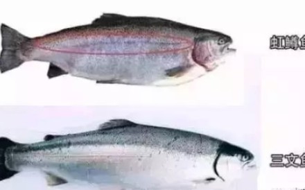 CCTV has reported that one-third of the salmon sold in China is actually rainbow trout (top) farmed in Qinghai province rather than imported salmon (below). Photo: Handout