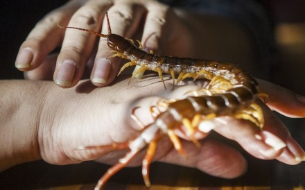 Centipedes widely used in traditional Chinese medicine, in dried or powder form, do not carry the parasite