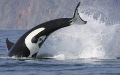 Could Zhuhai's new Ocean Kingdom create a market for imported killer whales?