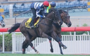 No Happy, Lucky, Dragon or Win here as Packing Llaregyb (red cap, Neil Callan) goes down to win a barrier trial last week. Photo: Kenneth Chan