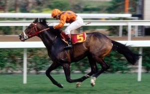 The body of River Verdon, who is still the only winner of the Hong Kong Triple Crown, is one of the prized displays at the Hong Kong Racing Museum. Photo: SCMP 