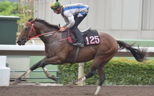 Thunder Fantasy has had two starts since arriving in Hong Kong. Photo: Kenneth Chan