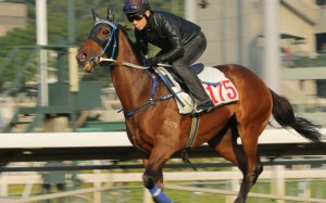 Military Attack will run again in the Centenary Vase on February 7. Photos: Kenneth Chan