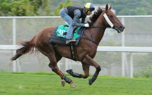 Joao Moreira works Able Friend at Sha Tin in readiness for Tuesday's Chairman's Trophy. Photos: Kenneth Chan