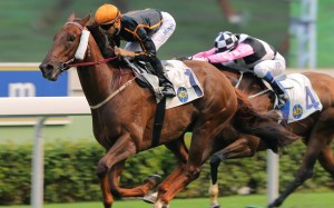 Able Friend may be Ascot-bound if he continues his winning ways this weekend in the Champions Mile. Photos: Kenneth Chan