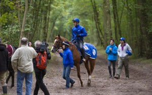 Japanese superstar Orfevre will always have a special spot on any list of the craziest racehorses. Photo: AFP 