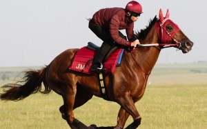Trackwork rider Thomas Yeung takes Able Friend for his last hitout at Newmarket before he heads to Ascot. Photos: Liesl King