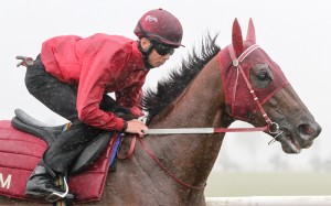 Trackwork rider Thomas Yeung takes Able Friend for a canter over two miles in the wet at Newmarket on Saturday. Photos: Liesl King