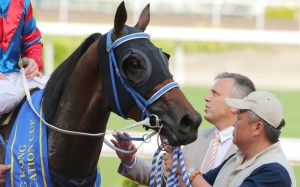 Caspar Fownes is looking to two Group One races in Japan with Gun Pit, who appears to have reached his ratings ceiling on dirt in Hong Kong with limited races on offer. Photo: Kenneth Chan